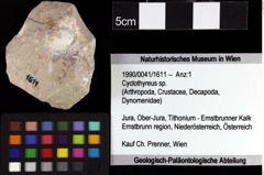 Foto (Objket + Etiketten) von Isopoda indet. 